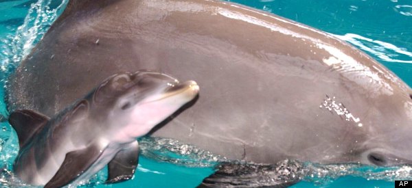 Dolphins OD On Heroin In Zoo Rave