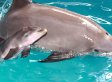 Dolphins OD On Heroin In Zoo Rave