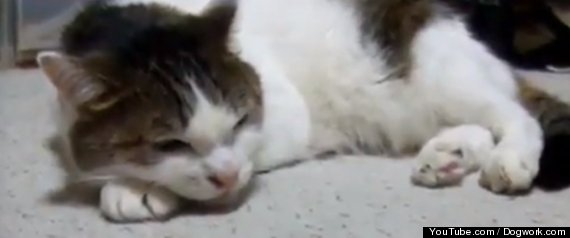 Cat Sings The Blues