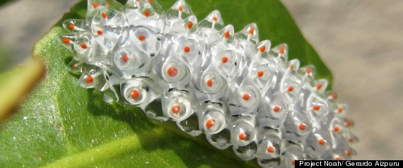 http://i.huffpost.com/gen/597680/thumbs/r-JEWEL-CATERPILLAR-large570.jpg