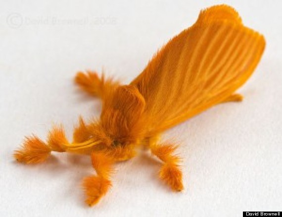 orange moth