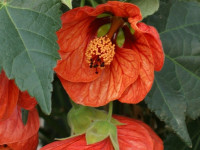 Abutilon Flowering Maple