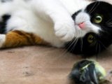 Cat and dead bird