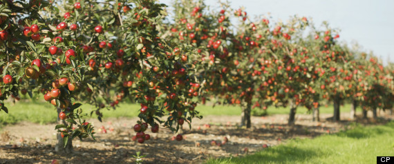 Ontario Crops Spring Weather