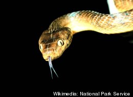 Island's Peculiar Plan to Kill Out-Of-Control Species 