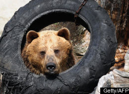 bear urban whisperer searles steve shooing humanely bears away alerts green