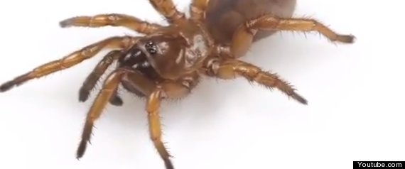 Auburn Trapdoor Spider