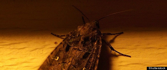 Moths Southern Ontario