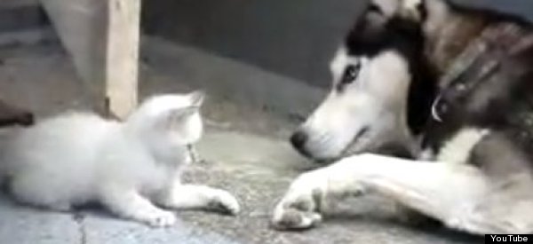 The Cat-vs.-Dog IQ Debate Revisited