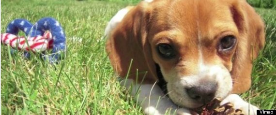 Knuckles The Puppy