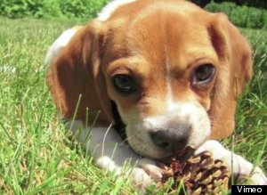Knuckles The Puppy