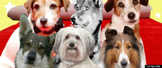 Dogs