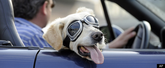 Illinois Dog Driving Bill