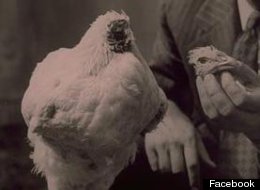 Mike The Headless Chicken Runs For President