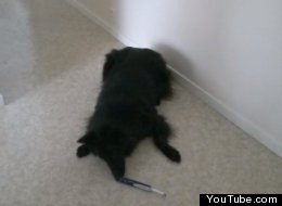 WATCH: Dog Vs. Toothbrush