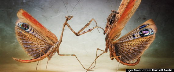 Moths Fighting