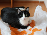 New Uses For Plastic Bags