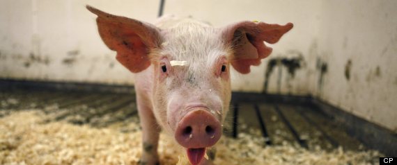 Guelph Enviropigs