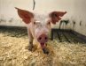 GUELPH ENVIROPIGS
