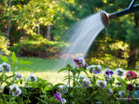 Watering Plants