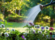 Watering Plants
