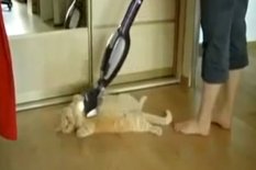 Cat being vacuumed