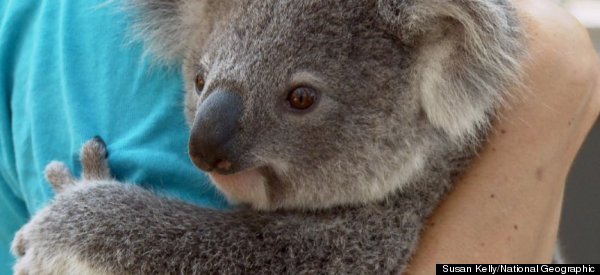 Will Australia Save Its Koalas -- Again?
