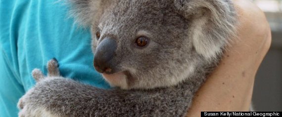 Australia Koalas Threatened