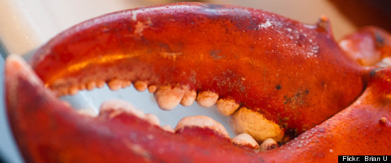 Soft Shell Lobster