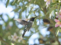 Hummingbirds