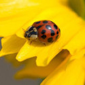 5 Bugs That Are Great For Your Garden