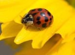 Garden Bugs