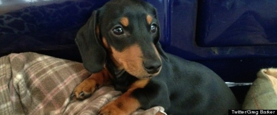 Greg Barker Dog