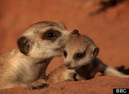TV Pick: Meerkat Mischief 