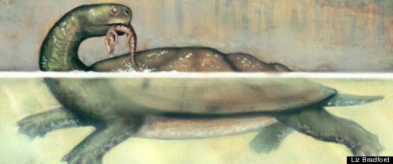 Turtle Fossil