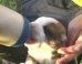 puppies