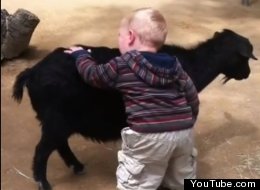 WATCH: Baby Loves Goats, Baby Hugs Goats