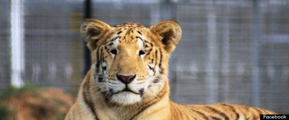 Gw Exotic Animal Park