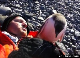 WATCH: Baby Penguin Makes Friends With The First Human He Sees