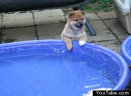 WATCH: Shiba Puppy Takes On Paddling Pool