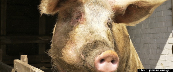 Adorable Pig
