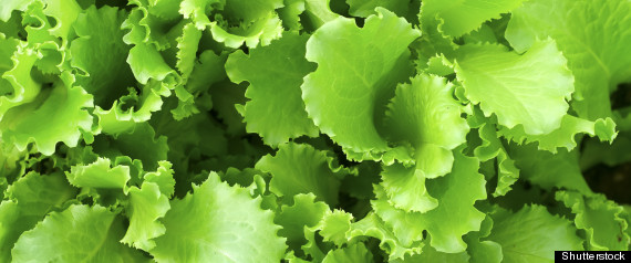 Lettuce Recall