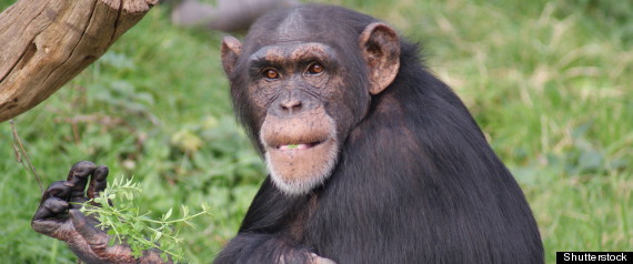 Chimpanzee