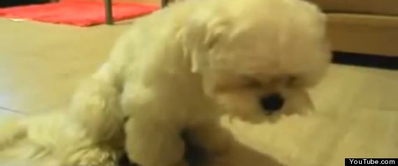 Sleepy Dog
