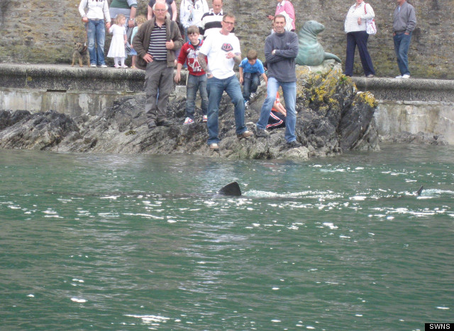 basking shark
