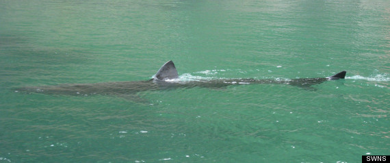 Basking Shark