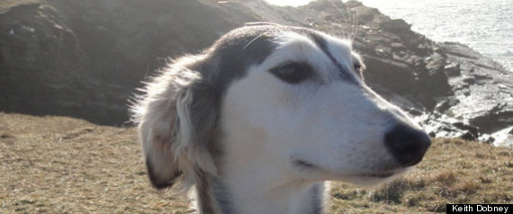 Dog Origin