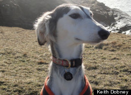 Why Popular Pet's Origins Are So Hard To Trace