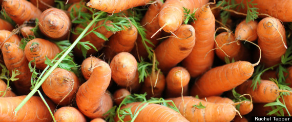 Carrot