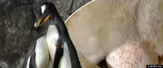 Gay Penguin